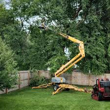 How Our Tree Care Process Works  in  Cameron Park, CA