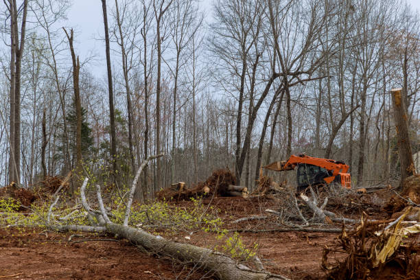 Tree and Shrub Care in Cameron Park, CA