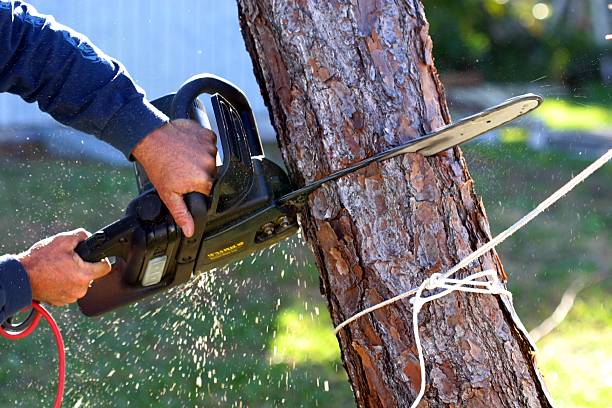 Best Tree Removal  in Meron Park, CA