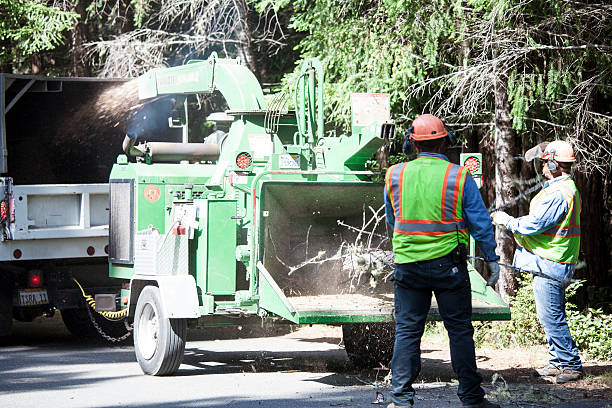 Lawn Watering Services in Cameron Park, CA